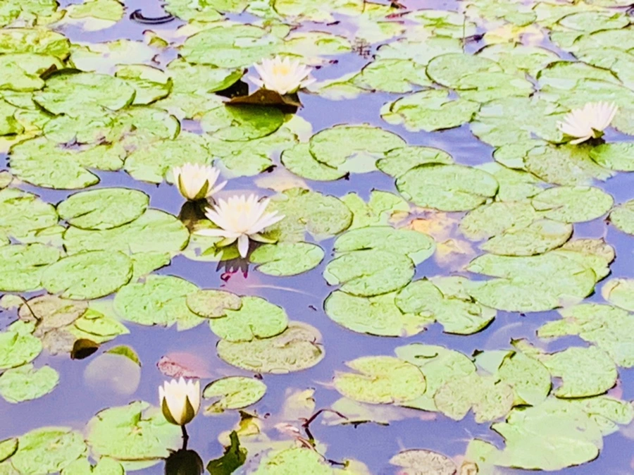 IMG_8351.jpg?type=w966