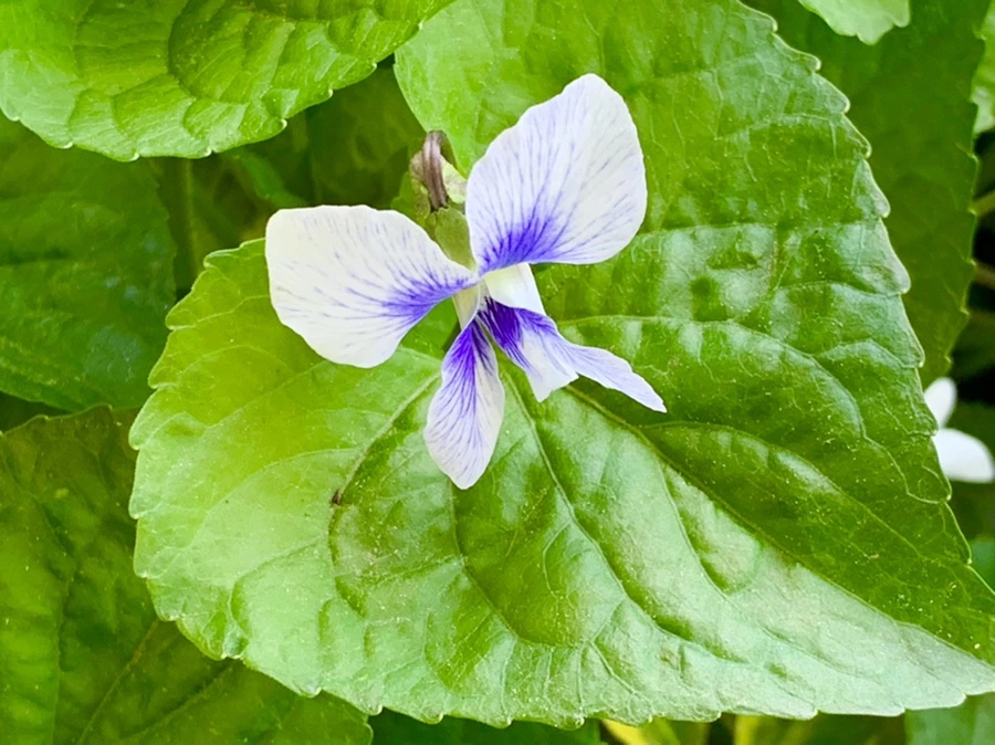 IMG_8200.jpg?type=w966