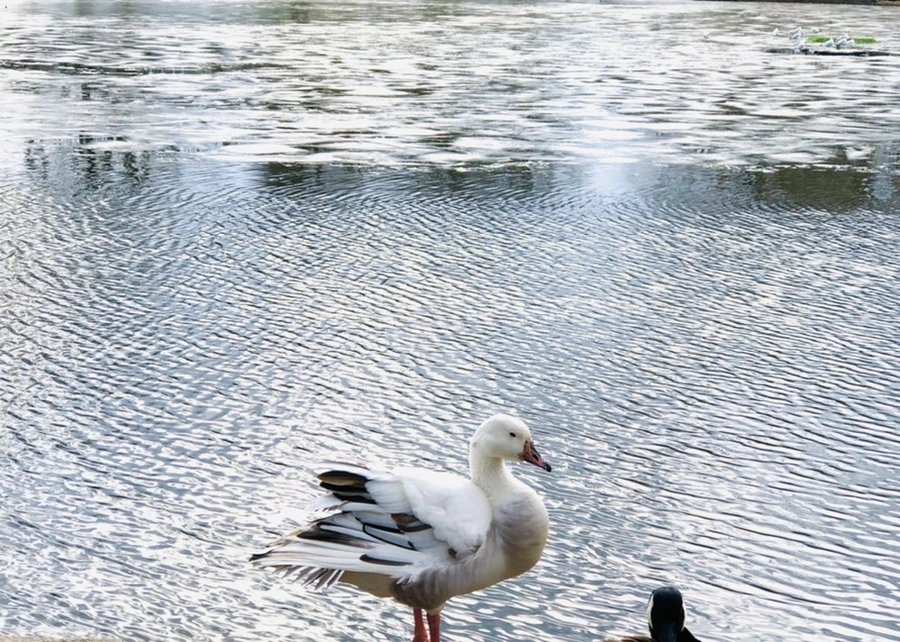 IMG_5082.jpg?type=w966