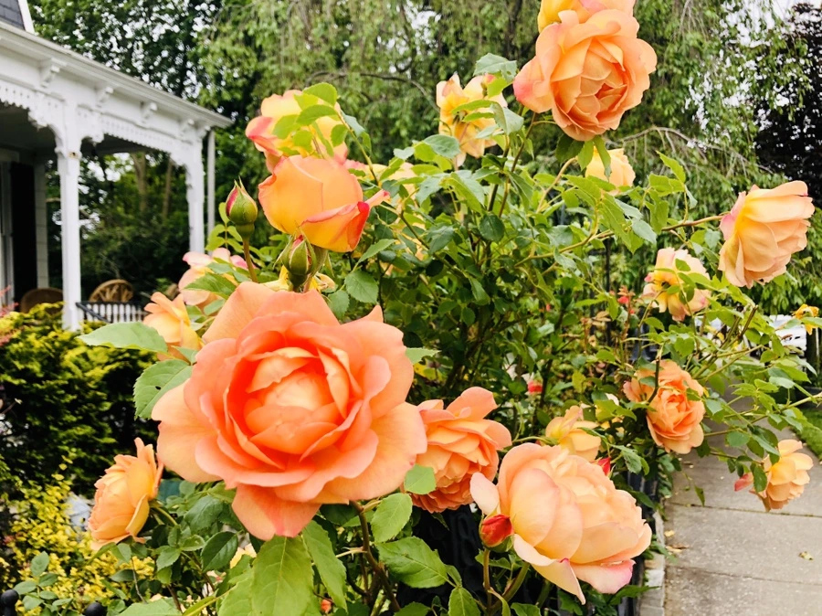 IMG_7564.jpg?type=w966