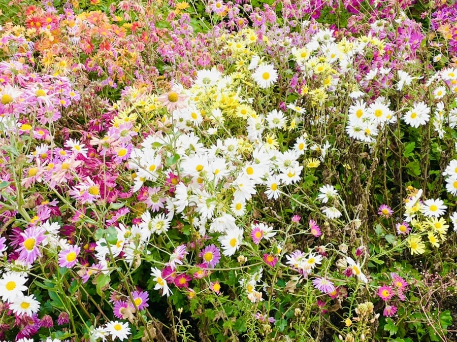 IMG_1179.jpg?type=w966