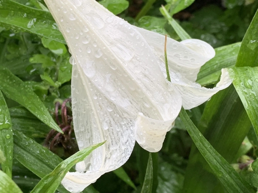 IMG_0086.jpg?type=w966