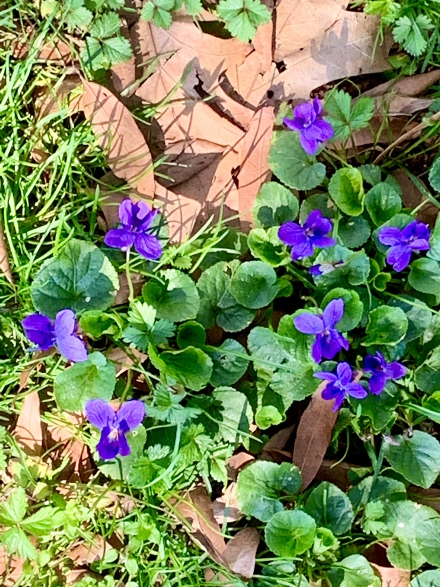 IMG_5824.jpg?type=w966