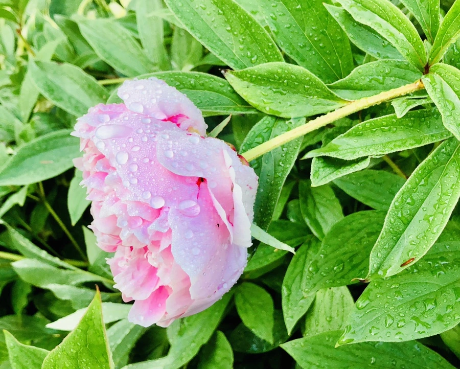 IMG_8059.jpg?type=w966