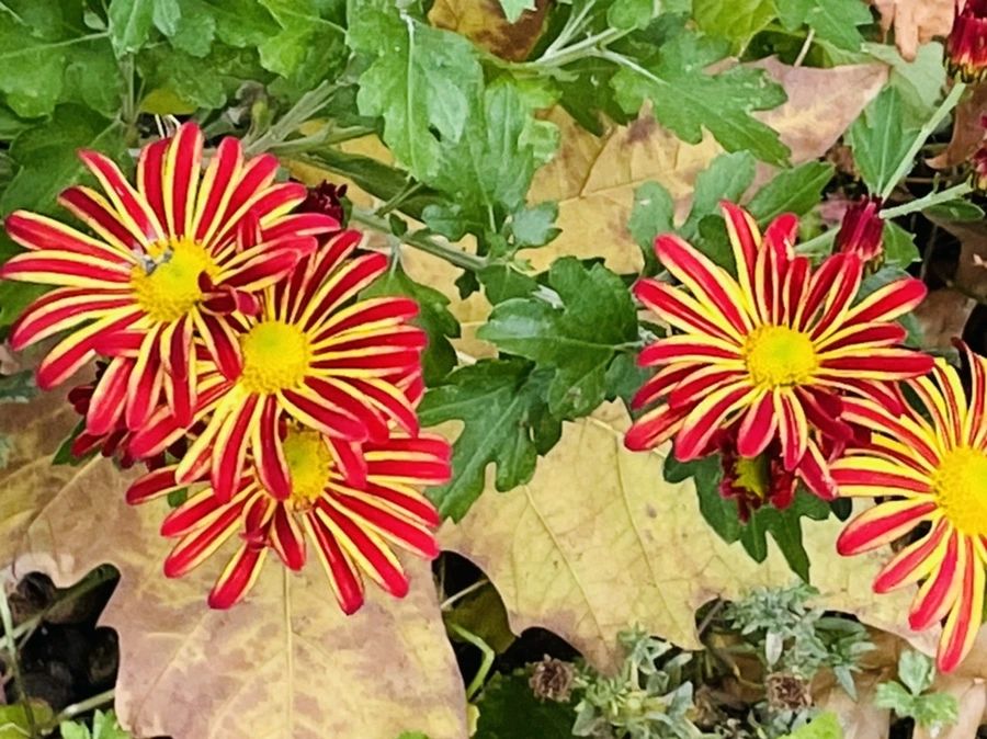 IMG_2468.jpg?type=w966