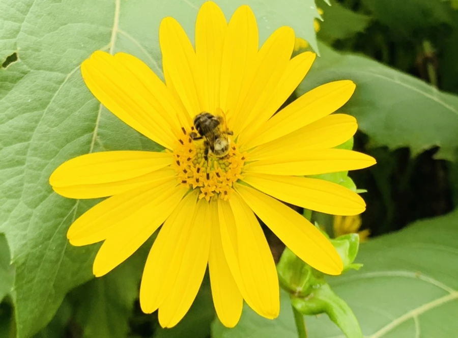 IMG_1085.jpg?type=w966