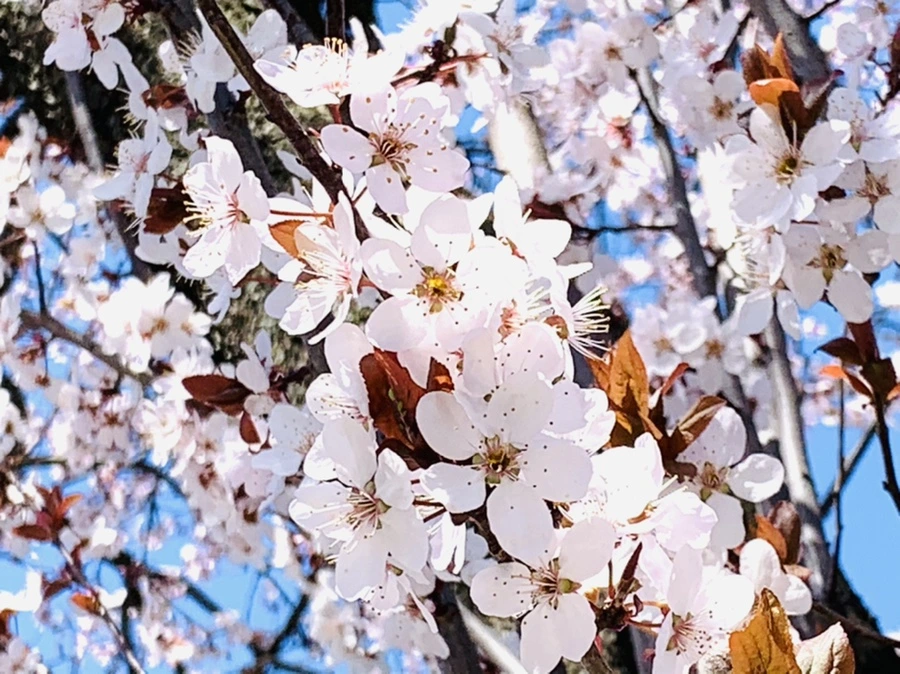 IMG_7992.jpg?type=w966