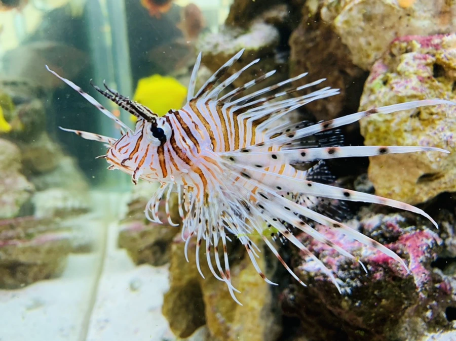 IMG_2292.jpg?type=w966