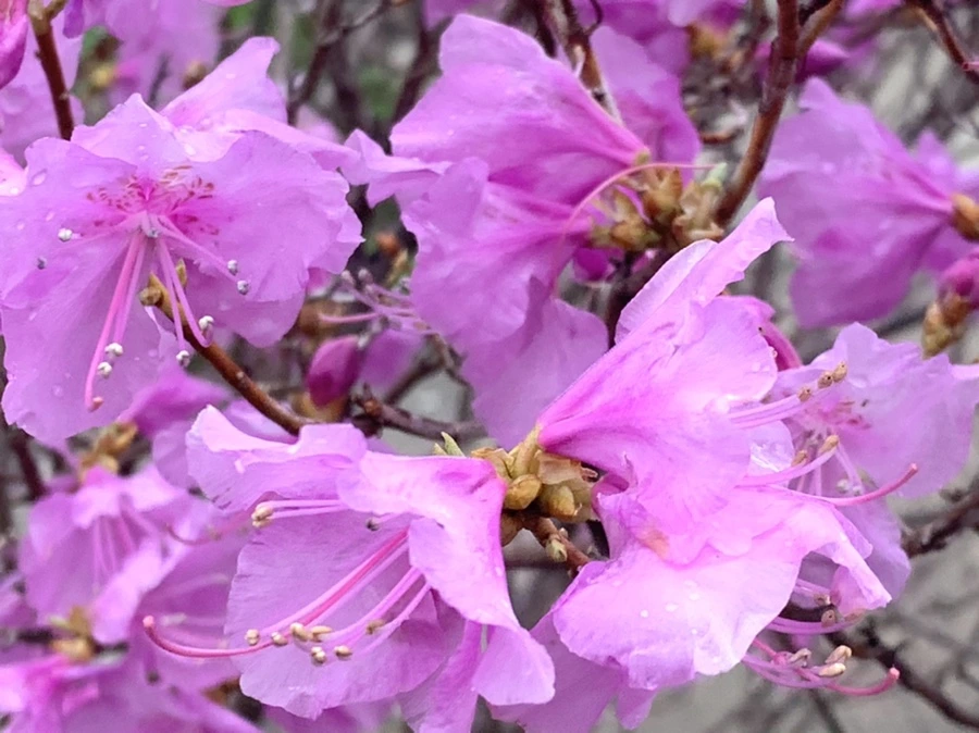 IMG_6169.jpg?type=w966