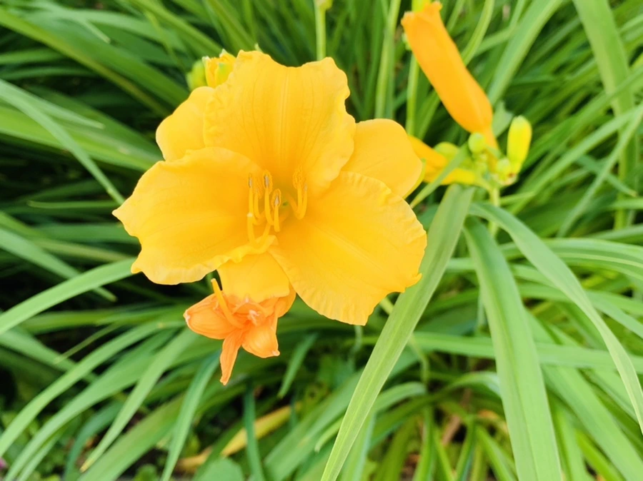 IMG_3039.jpg?type=w966