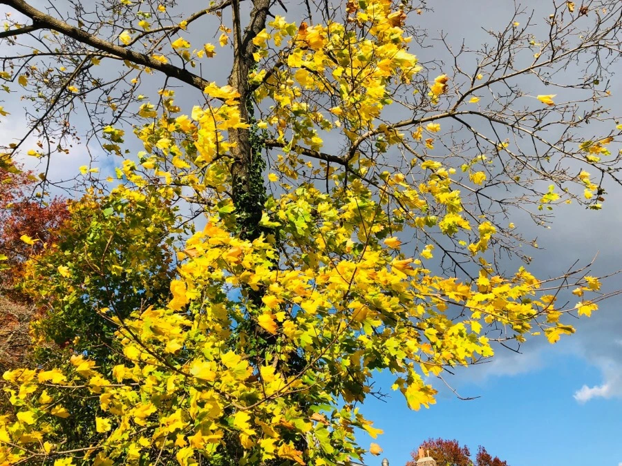 IMG_7626.jpg?type=w966