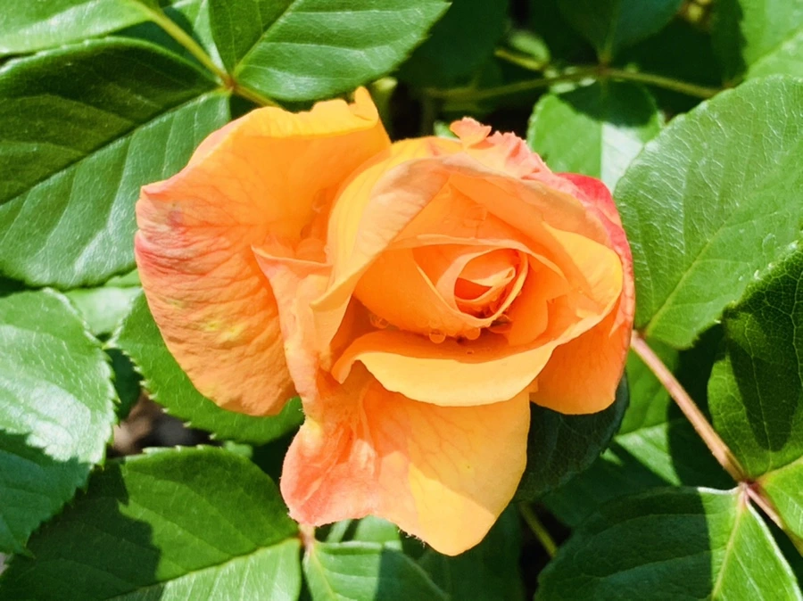 IMG_4151.jpg?type=w966