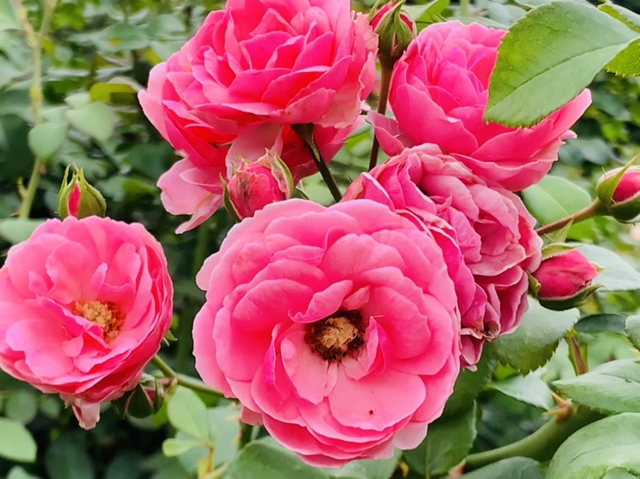 IMG_6977.jpg?type=w966