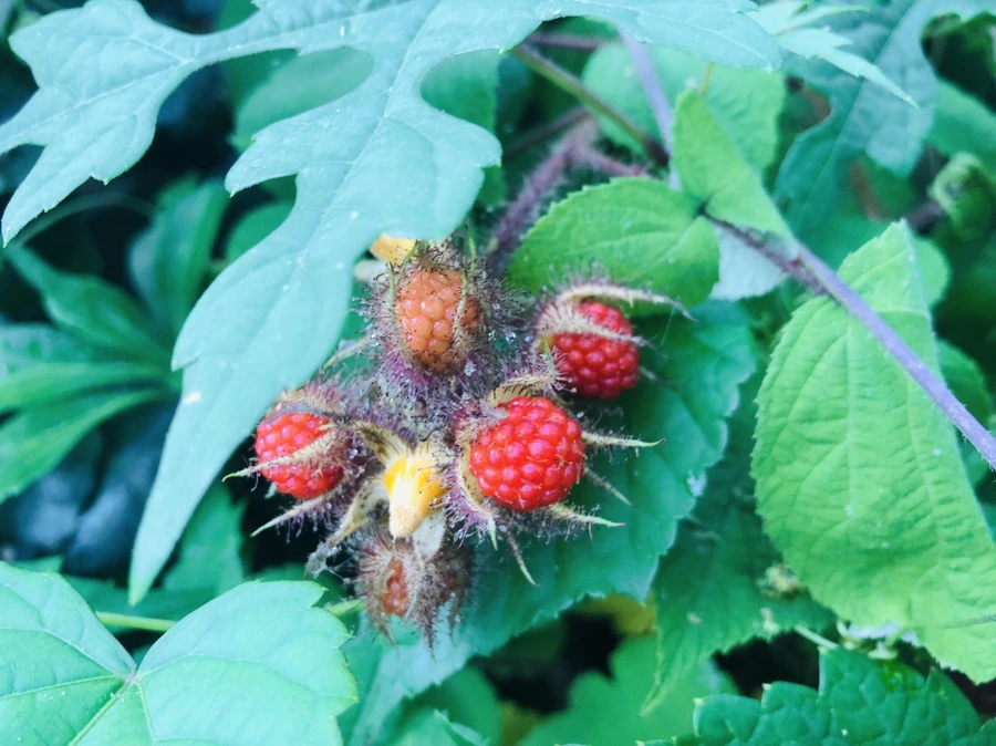 IMG_7337.jpg?type=w966