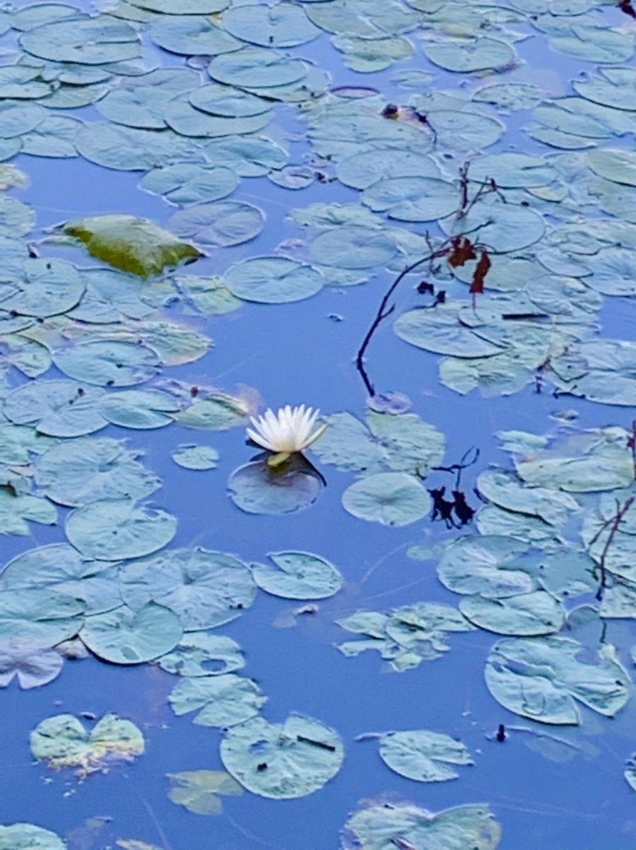 IMG_1034.jpg?type=w966