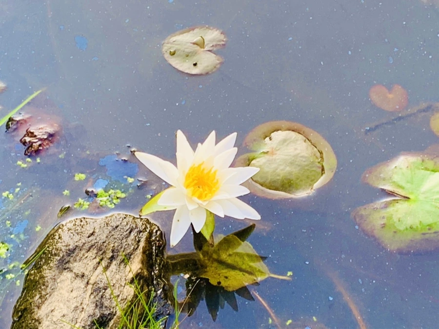 IMG_5856.jpg?type=w966