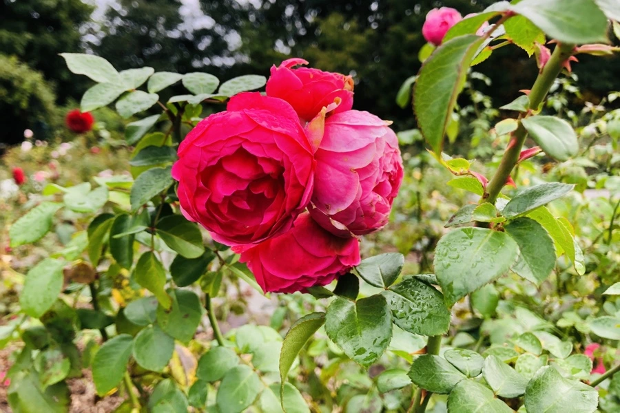 IMG_2221.jpg?type=w966