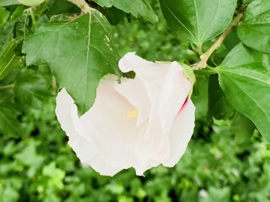 IMG_8780.jpg?type=w966