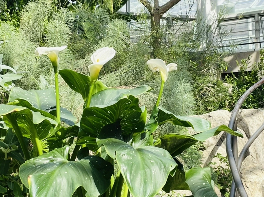 IMG_5237.jpg?type=w966