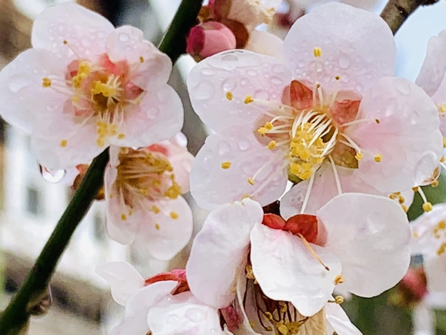 IMG_3971.jpg?type=w966