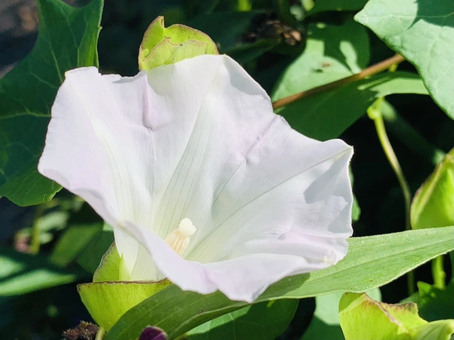 IMG_0313.jpg?type=w966