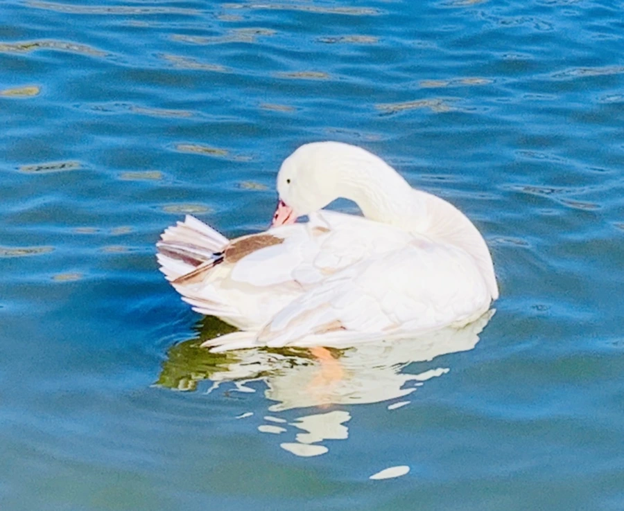 IMG_8941.jpg?type=w966