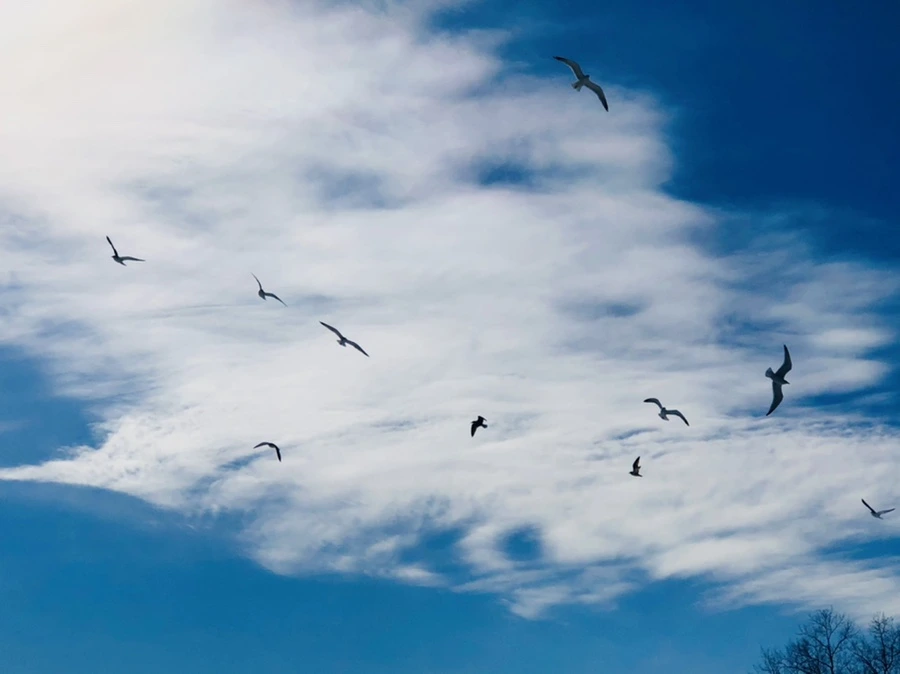 IMG_1293.jpg?type=w966