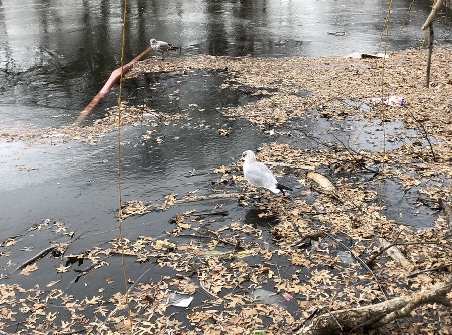 IMG_8695.jpg?type=w966