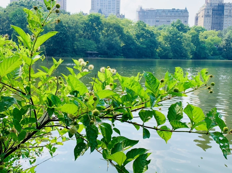 IMG_1737.jpg?type=w966