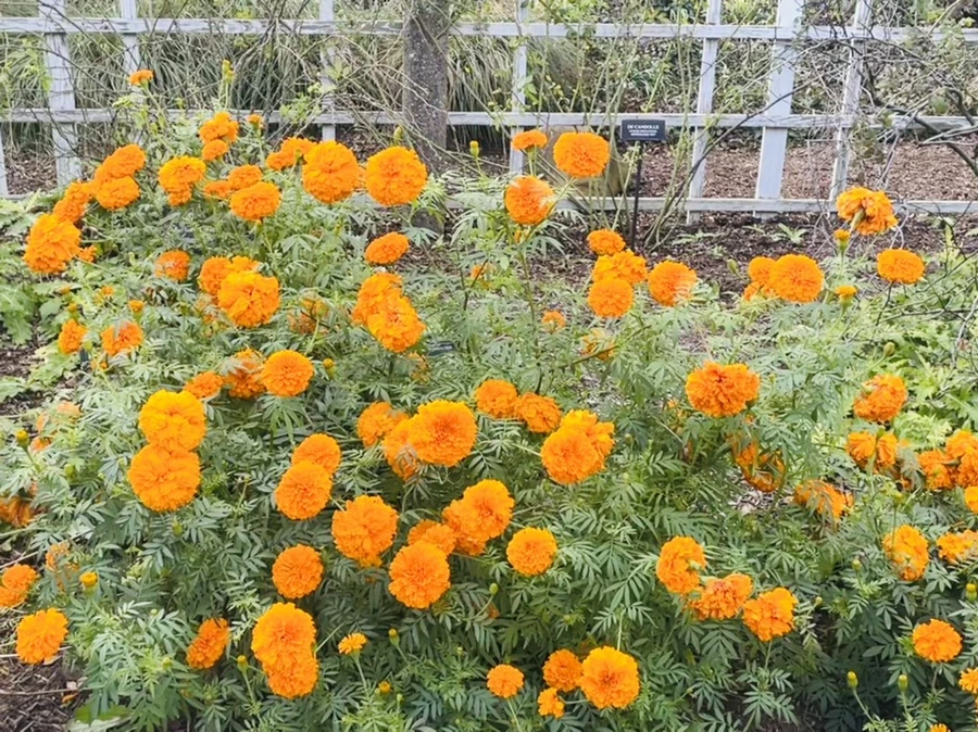 IMG_0144.jpg?type=w966