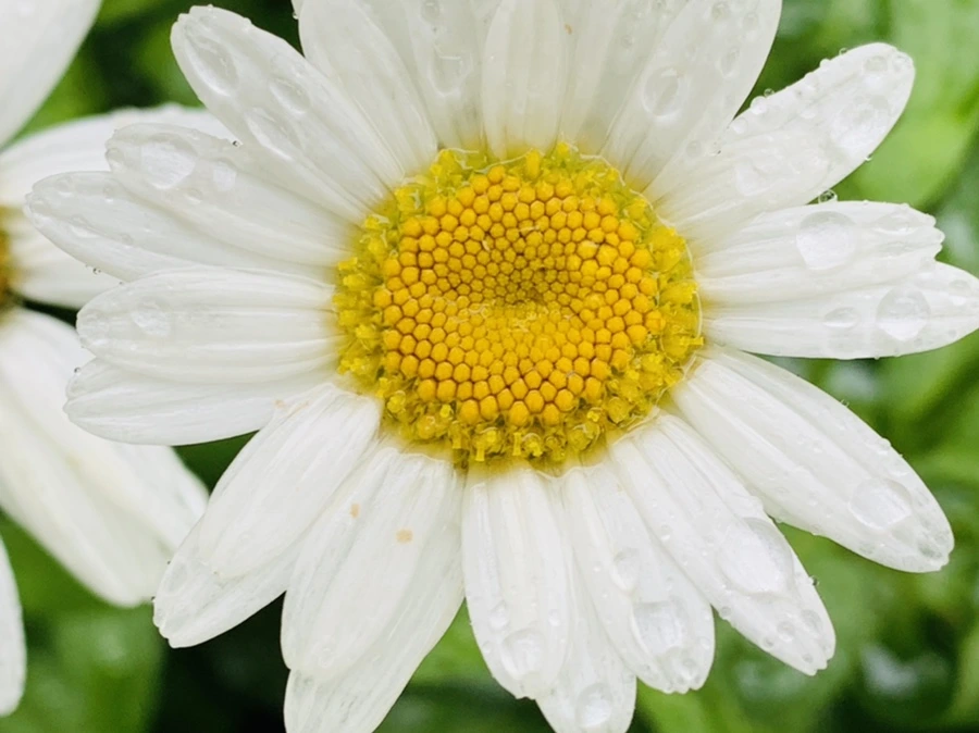 IMG_0165.jpg?type=w966