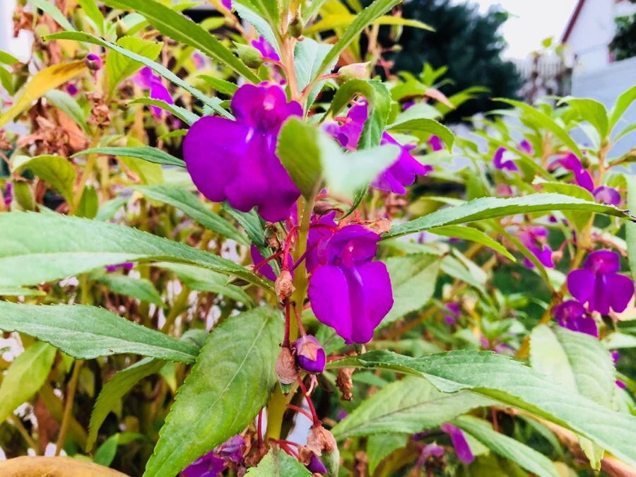 IMG_3944.jpg?type=w966