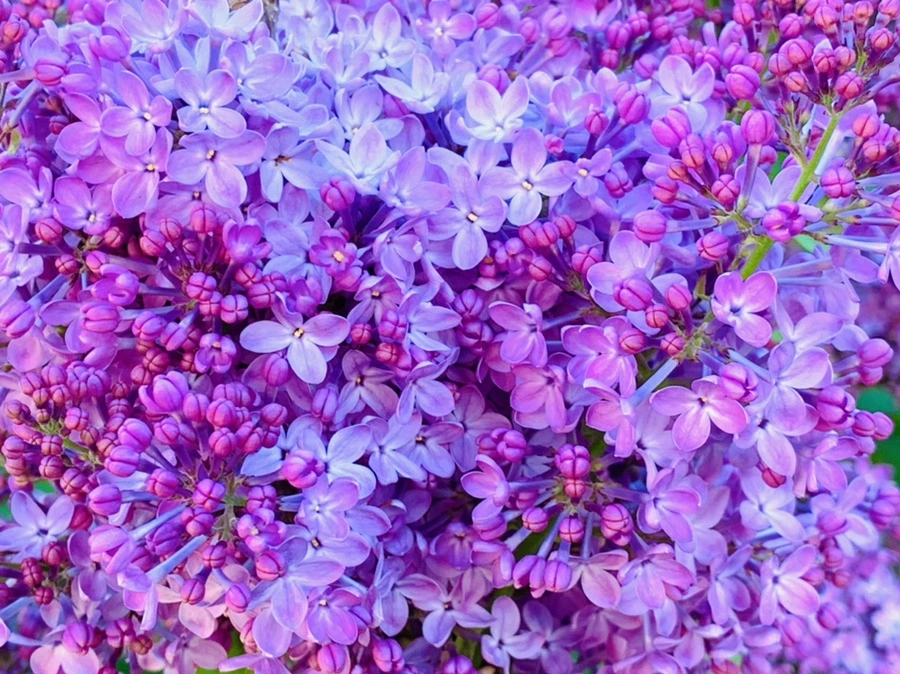 IMG_3482.jpg?type=w966