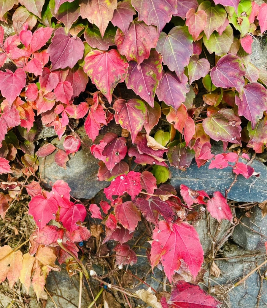 IMG_2407.jpg?type=w966