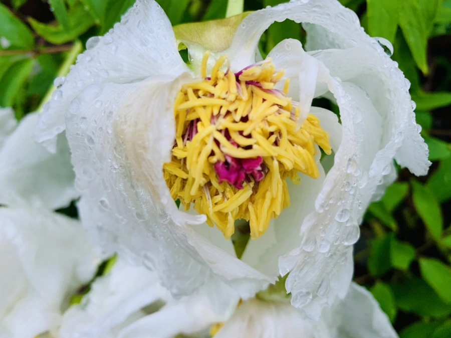 IMG_9303.jpg?type=w966