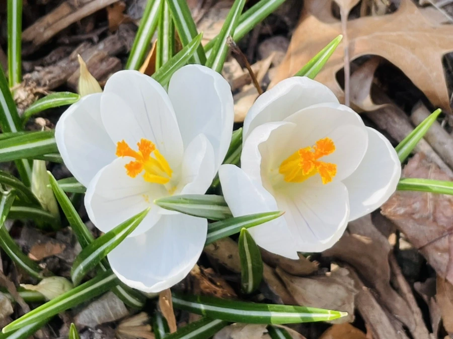 IMG_5585.jpg?type=w966