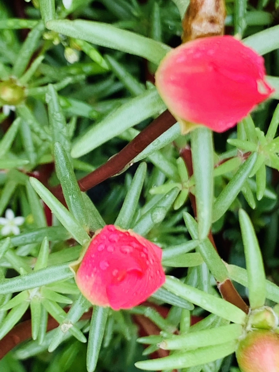 IMG_4947.jpg?type=w966