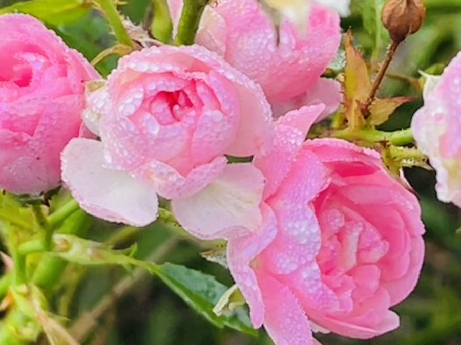 IMG_0971.jpg?type=w966