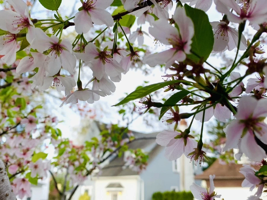 IMG_3159.jpg?type=w966