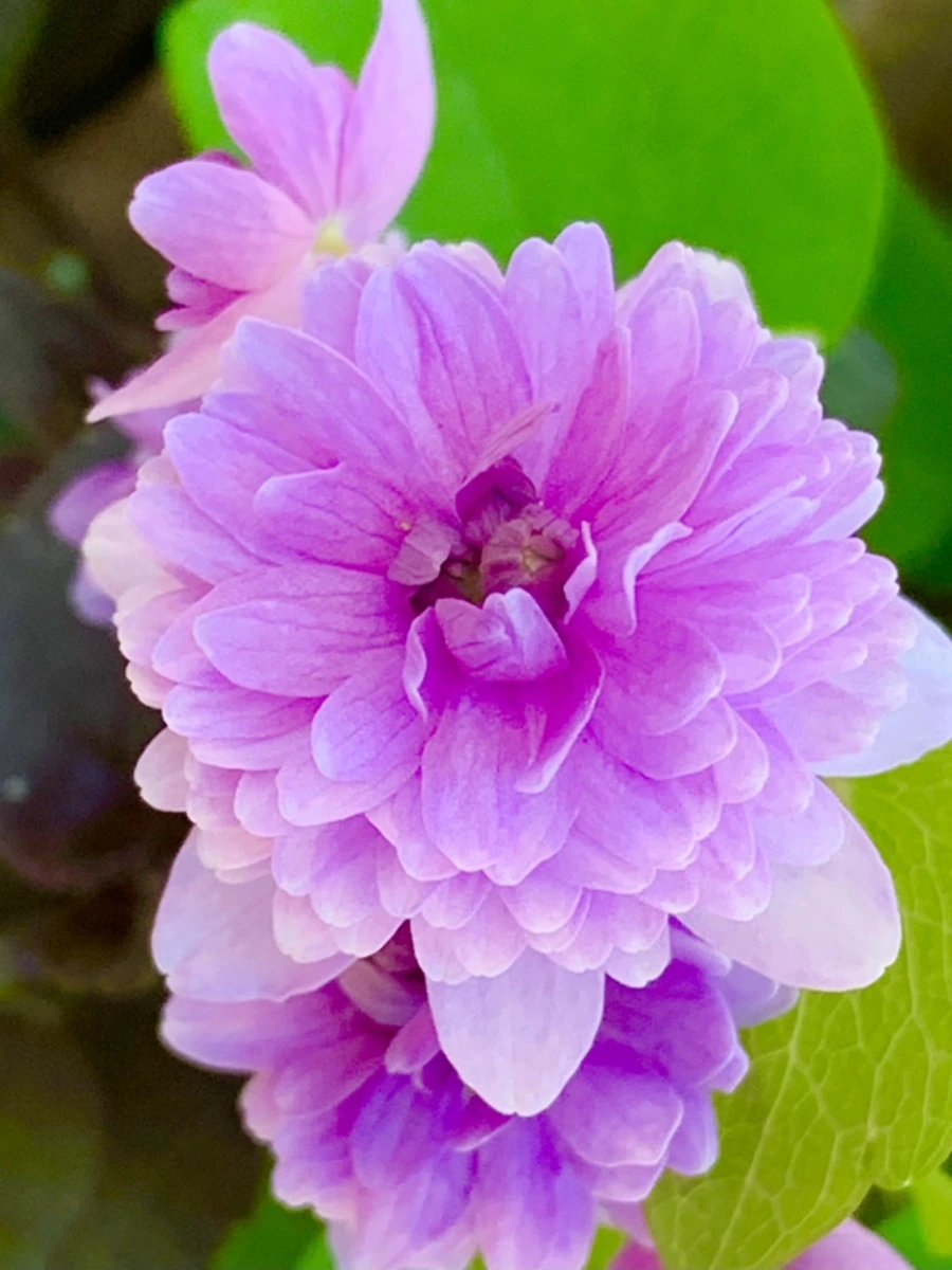 IMG_8319.jpg?type=w966