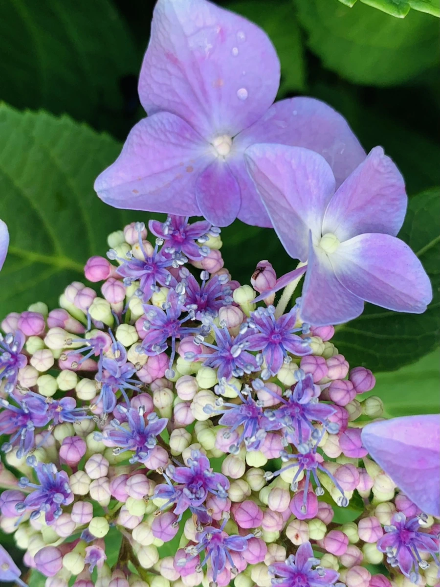 IMG_6010.jpg?type=w966