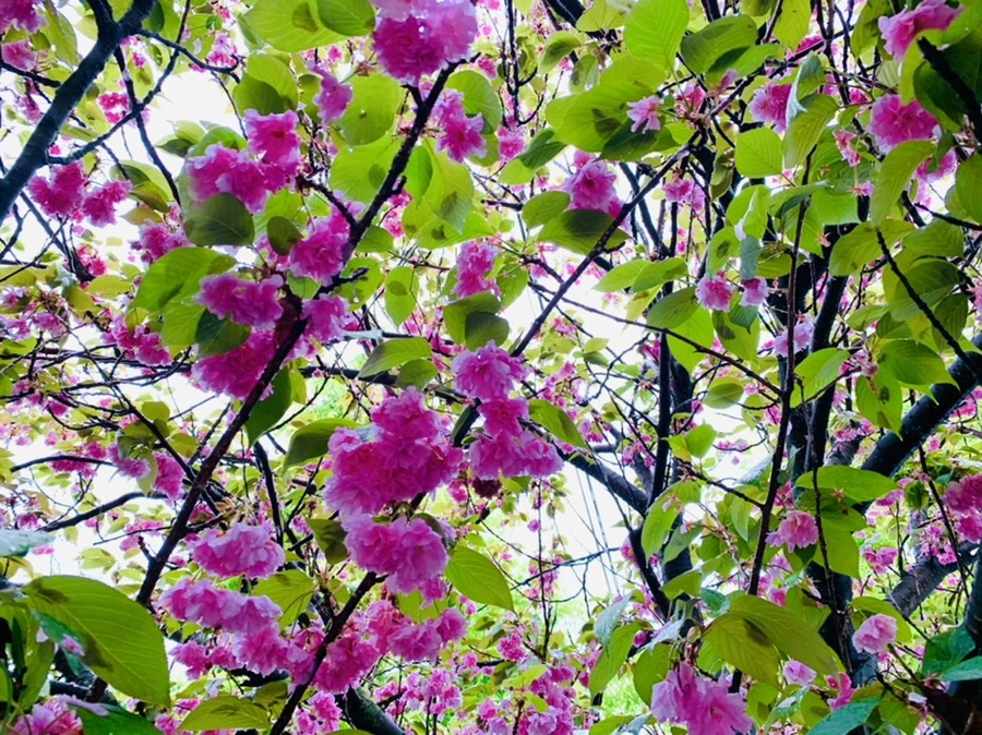 IMG_9262.jpg?type=w966