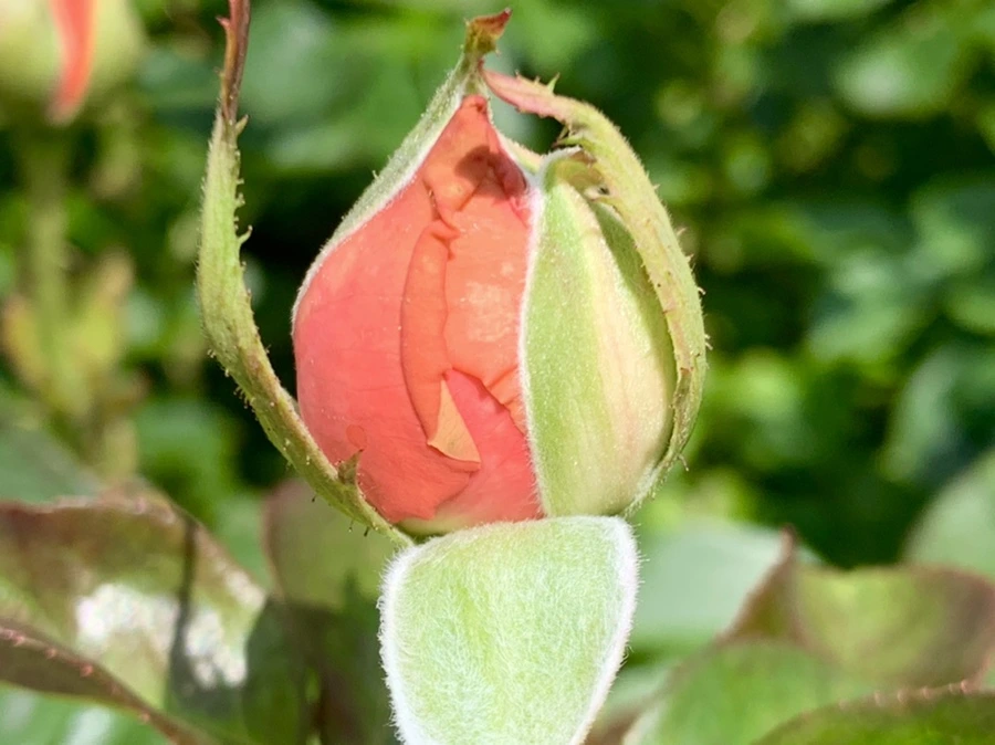 IMG_5472.jpg?type=w966