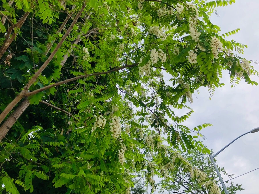 IMG_6128.jpg?type=w966