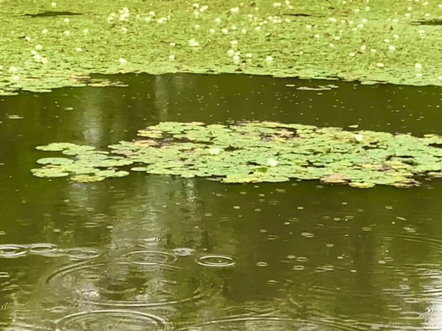 IMG_8305.jpg?type=w966