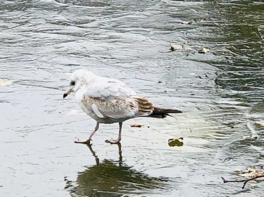 IMG_8623.jpg?type=w966