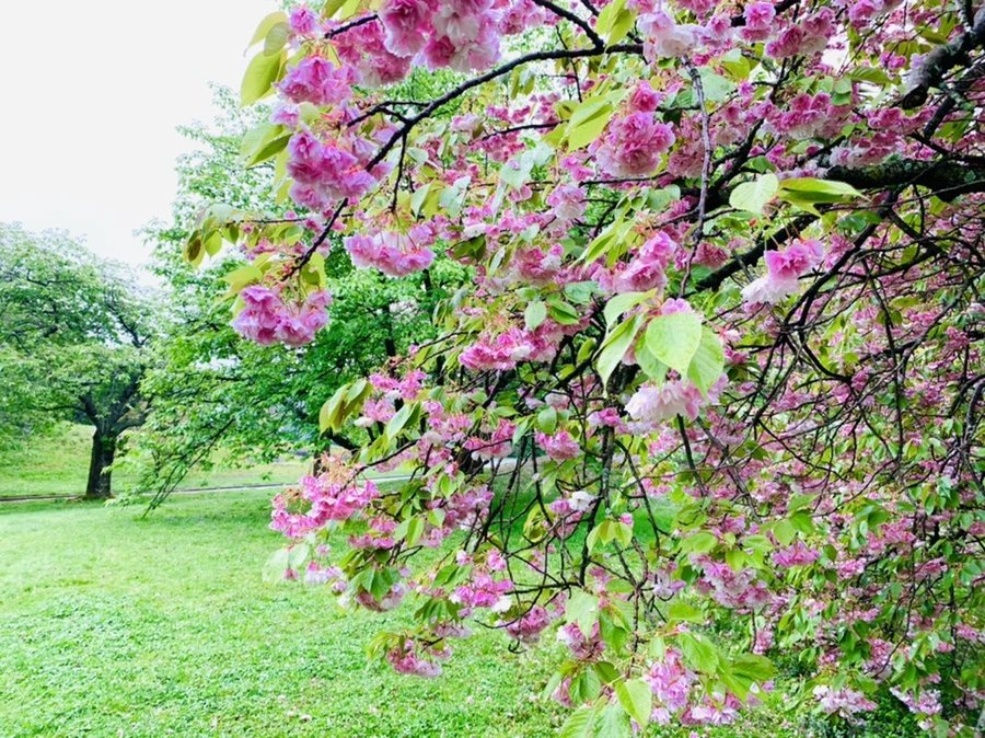 IMG_0248.jpg?type=w966