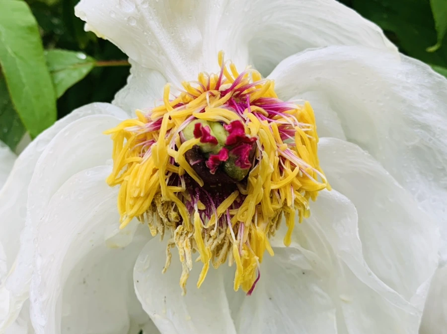 IMG_9314.jpg?type=w966