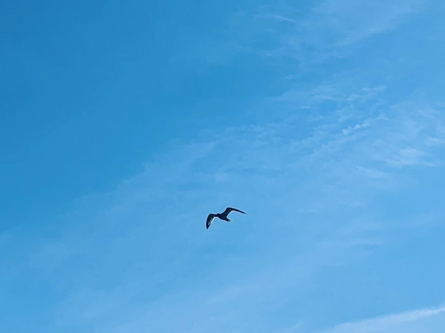 IMG_9526.jpg?type=w966