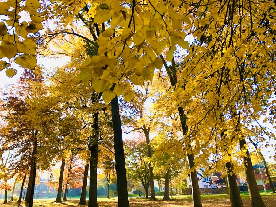 IMG_4082.jpg?type=w966